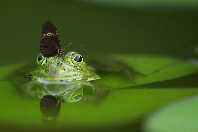 ojo de la rana