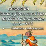 Plantas y flores curativas en los códices iluminados (s. X-XVI)