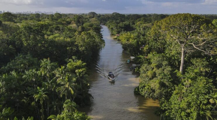 bosques tropicales