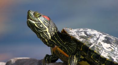 Tortuga de orejas rojas