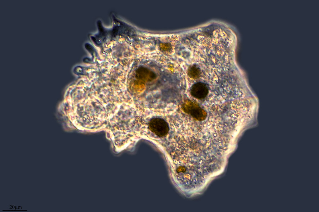 Microfotografía de una ameba, organismo unicelular representativo del reino Protista.