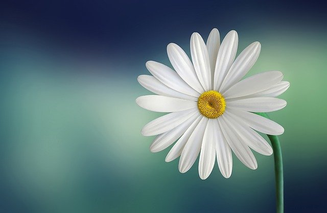 Margarita blanca en flor, ejemplo de planta con flor del reino Plantae.