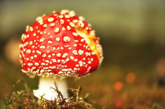 Setas creciendo sobre el suelo de un bosque, cuerpos fructíferos de organismos del reino Fungi.