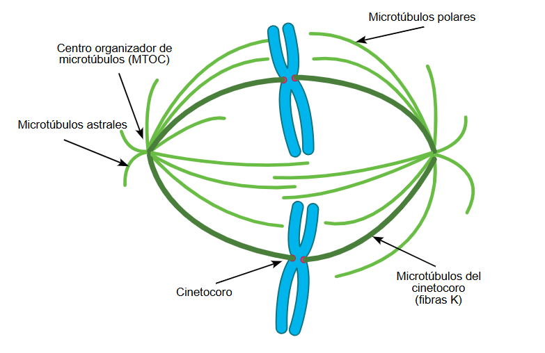 microtúbulos