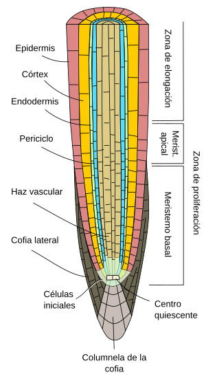 células totipotentes