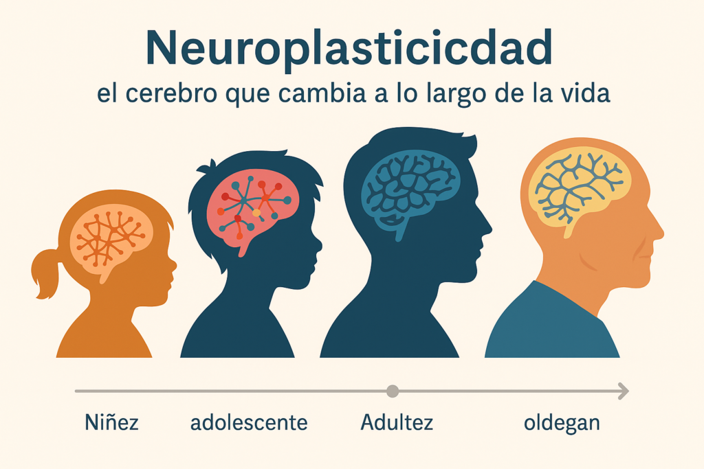 neuroplasticidad