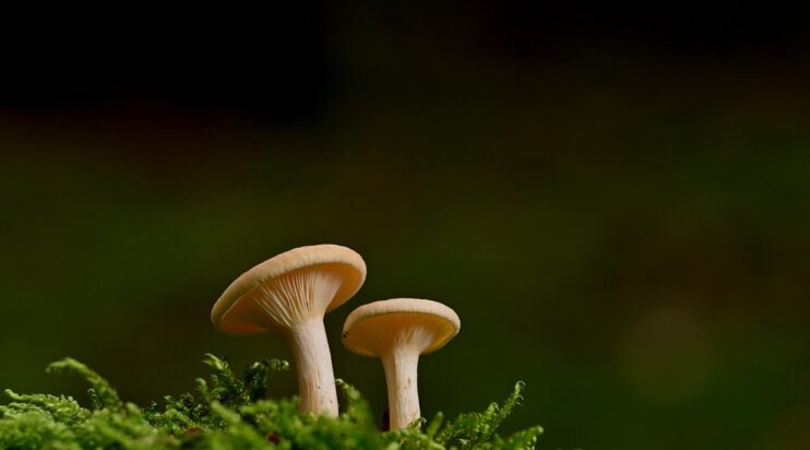 hongos