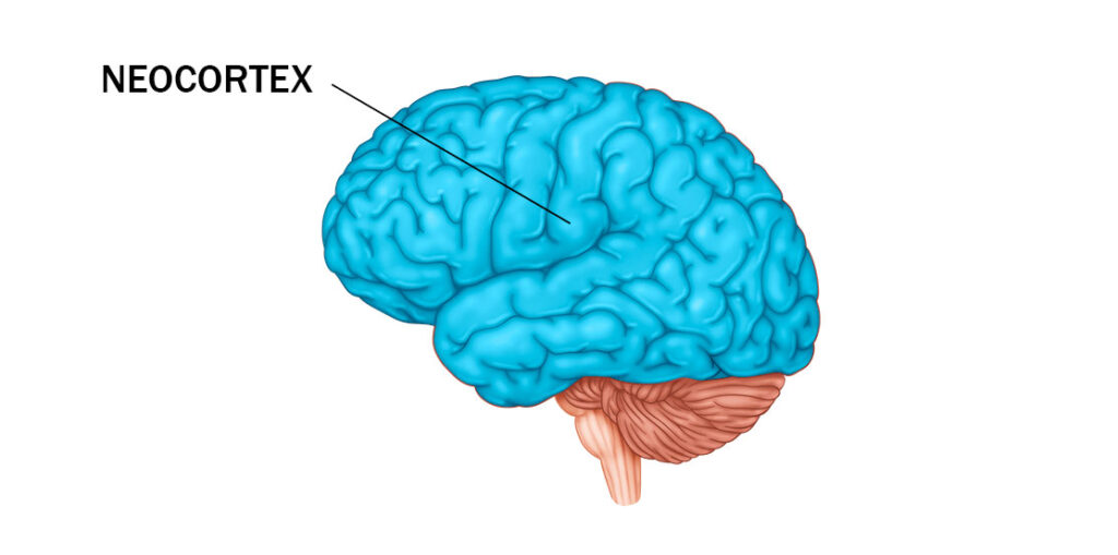 neuroplasticidad