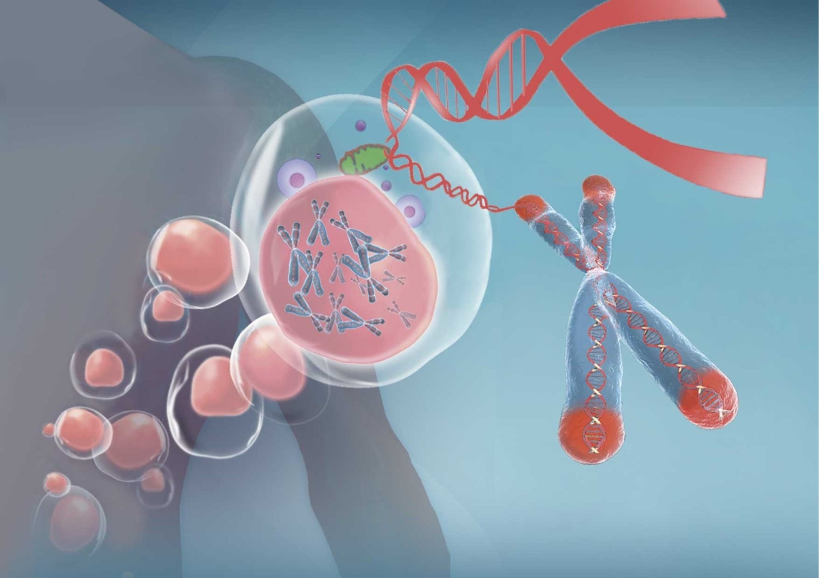 Oncocheck: monitorizar el cáncer a través de los telómeros - Blog del COBCM